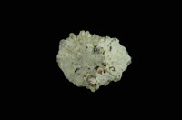 藏品(星笠螺)的圖片